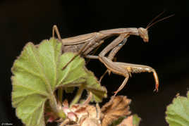 mantis religiosa