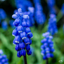 Muscari