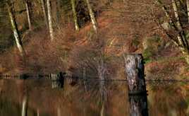 Petit reflet d'automne