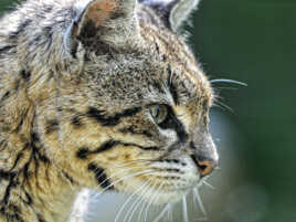 Chat de Geoffroy . Portrait