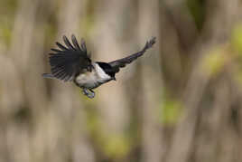 Atterrissage imminent