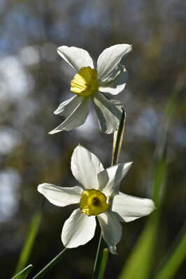 Narcisses