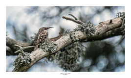 Grimpereau des jardins