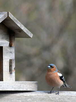 J'veux des graines!!!