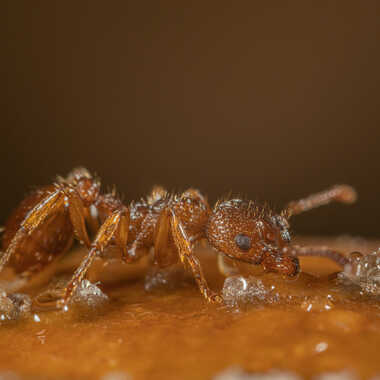 Bon appétit! par JeBricole