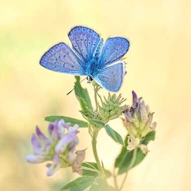 Douceur et légèreté par Franck06