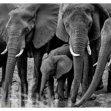 Famille d'éléphants en NB par patrick69220