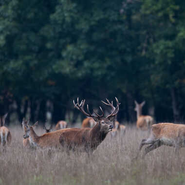 Chasse gardée par jeromebouet
