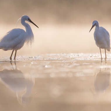 De plumes et d'or par jeromebouet