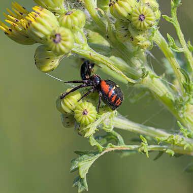 Thomise globuleuse par ERASMUS