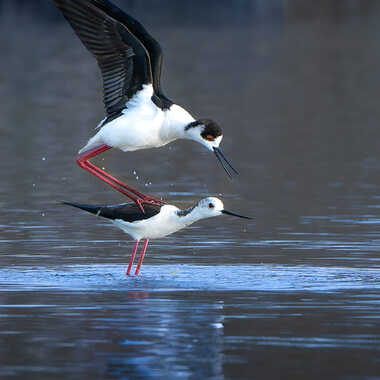 La grâce du printemps par Dan_naturephoto