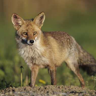 El zorro par Stefano