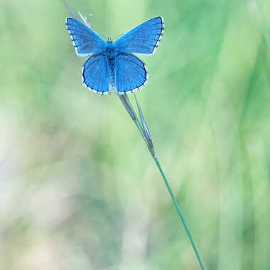 La "fleur" bleue. par Philgreffe