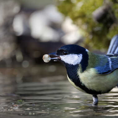 Pour une noix du périgord... par Thor