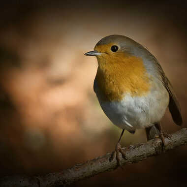 Rouge gorge par patrick69220