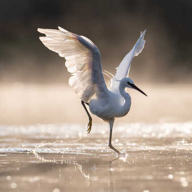 Quelques pas de dance... par blaise06