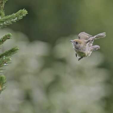 Génial de voler ! par Martial Fournier