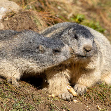 Marmotte et Marmotton par Paflapente