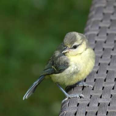 Bébé mésange bleue par Mamyjo