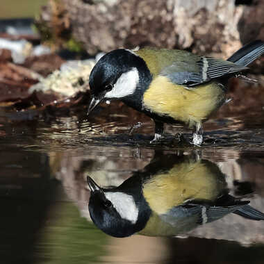 Ton visage ne m'est pas inconnu par Thor