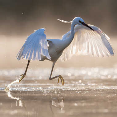 la sprinteuse par jeromebouet