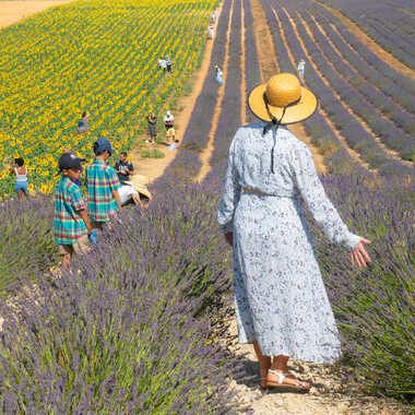 Valensole par Michel06