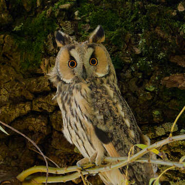 Intrigué par Gaillard