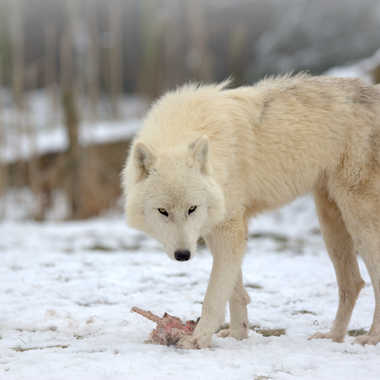 Loup blanc par Farim