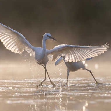 La course poursuite par jeromebouet