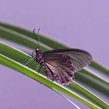 Papillon d'ailleurs par patrick69220