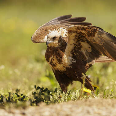 Intimidation par Stefano