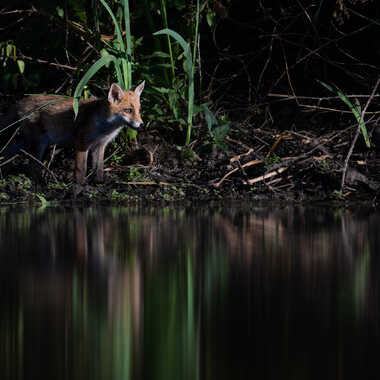 Renard d'eau par jeromebouet