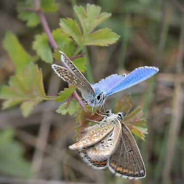 Chamaillerie conjugale par ERASMUS