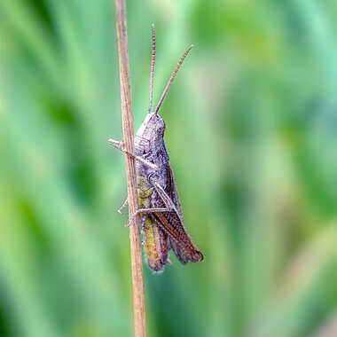 Juste un Criquet par tinathphoto