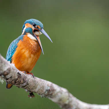 Attention ! la pelote de réjection va sortir par jeromebouet