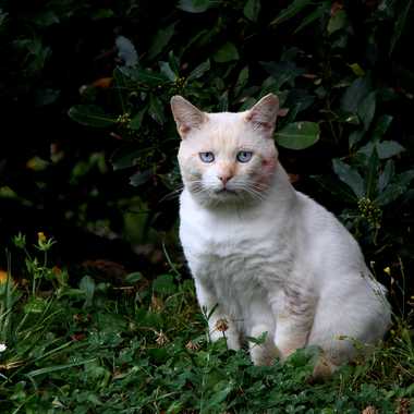 rencontre chat blanc par LABADIE