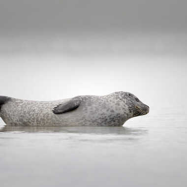 La zénitude par Stefano