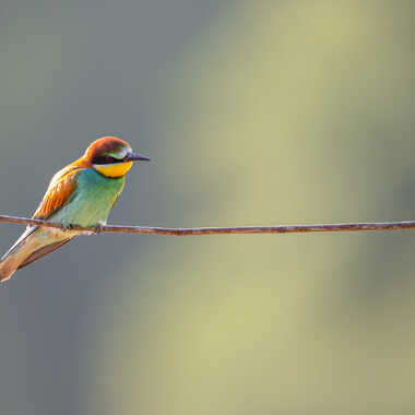 Guêpier sur son perchoir par jeromebouet