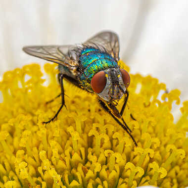 Sur un océan d'or par tinathphoto