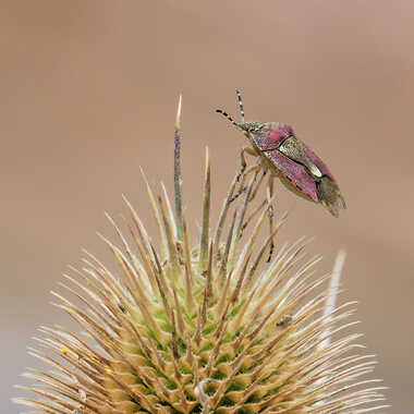 A son tour de se faire piquer par Gaillard