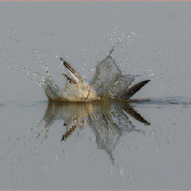 Gagnant du Concours Photo Au bon moment