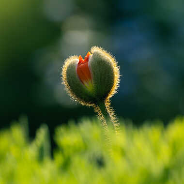 Gagnant du Concours Photo Premiers jours du printemps