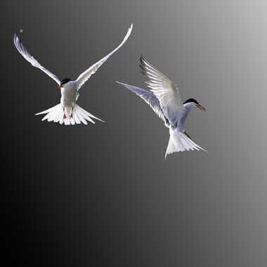 Sterne pierregarin par suzlim