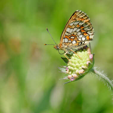 Damier Athalie par Gaillard