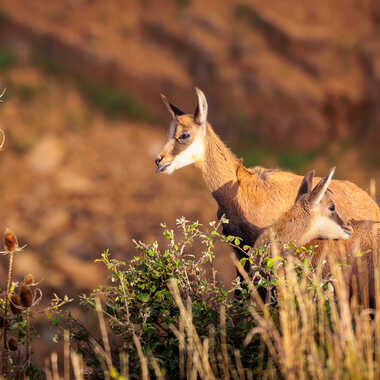 Chamois malpoli par MisterDiaph
