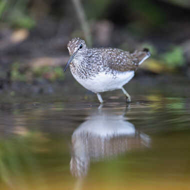 Chevalier culblanc face à mon objectif par jeromebouet