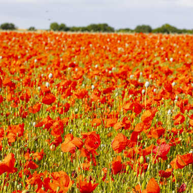 Champ de coquelicots par Jerome Rabille