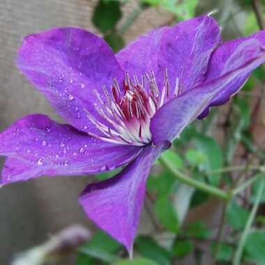 Couleur balconnière 1 par SENGA