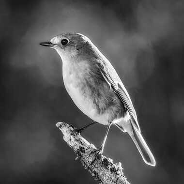 Gagnant du Concours Photo Post-traitement à partir d'un raw