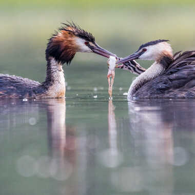 Gagnant du Concours Photo Oiseaux